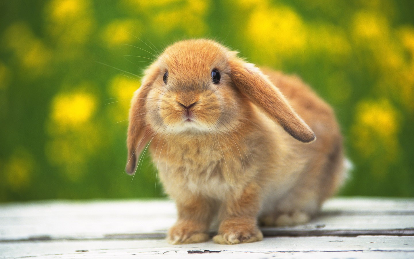 cute rabbit HD wallpaper